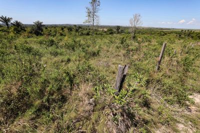 galeria: Reflorestamento em Vitória do Xingú