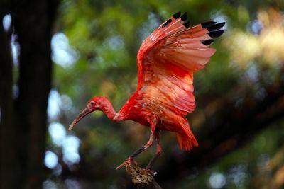 notícia: Dia das Aves ressalta notoriedade do Mangal no cuidado com a espécie