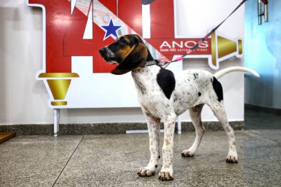 galeria: Bombeiros - CBMPA -  Recebe Mascote