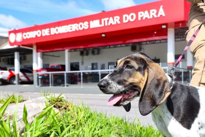 notícia: Obras de construção do canil do Corpo de Bombeiros Militar do Pará entram em fase final