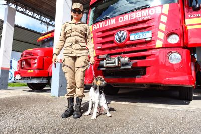 notícia: Raya chega ao Pará e será o primeiro cão de buscas do Corpo de Bombeiros Militar do Estado