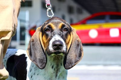 notícia: Corpo de Bombeiros promove capacitação para busca, resgate e salvamento com cães