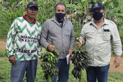 notícia: Com o apoio da Emater, manejo pode dobrar produtividade e controlar doença de bananais em assentamento de Monte Alegre