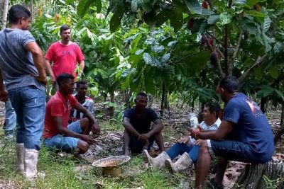 notícia: Tradição e tecnologia movimentam cadeias produtivas de açaí e cacau em São Miguel do Guamá