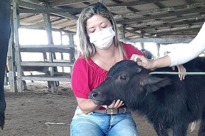 notícia: Equipe da Sedap conhece a primeira búfala de proveta nascida no Marajó 