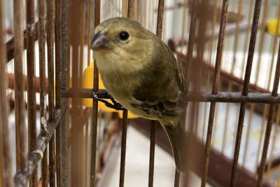 notícia: Pássaros chegam ao Mangal das Garças, após resgate em Salvaterra