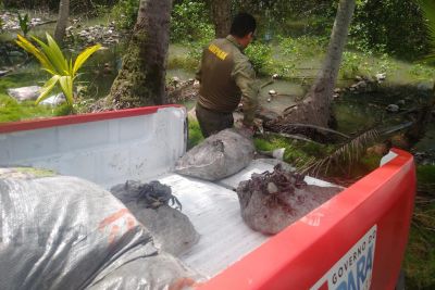 notícia: Adepará apreende 1.740 caranguejos na operação Suatá