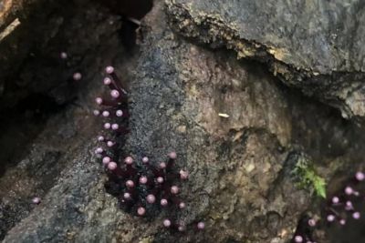 notícia: Projeto 'Flora do Utinga' registra pela primeira vez espécie de fungo no estado do Pará