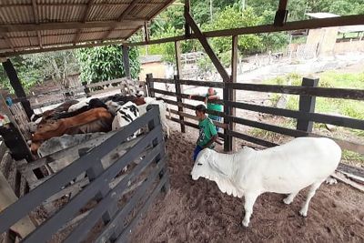 notícia: Em Marabá, Emater impulsiona produção familiar com acesso ao crédito rural