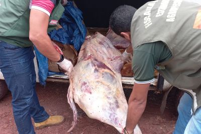 notícia: Mais de 400 kg de carne transportada sem refrigeração são apreendidos em Igarapé-Miri