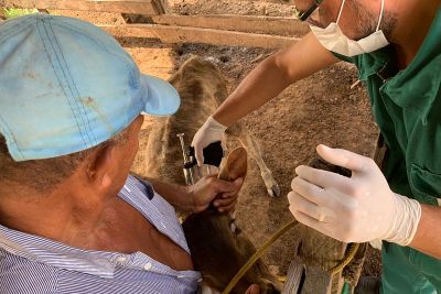 notícia: Adepará promove Curso de Agente vacinador para Brucelose