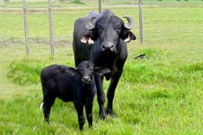 notícia: Pesquisadores registram o nascimento da primeira búfala de proveta do Marajó