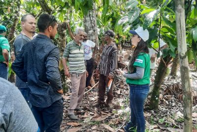 notícia: Em São Félix do Xingu, Emater difunde técnica para evitar doenças na cultura do cacau