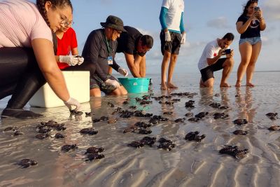 notícia: IDEFLOR-Bio promove a soltura de quase 200 tartarugas marinhas no Monumento Natural do Atalaia