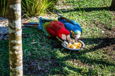 notícia: Aves do Mangal das Garças recebem alimentos gelados para amenizar o calor