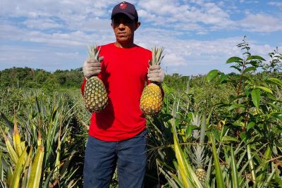 notícia: Produção integrada melhora safra e qualidade do abacaxi em Salvaterra