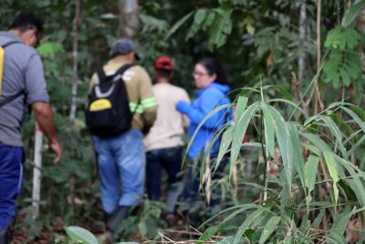 notícia: Ideflor-Bio e Museu Goeldi investigam flora ameaçada de extinção no Território Xingu