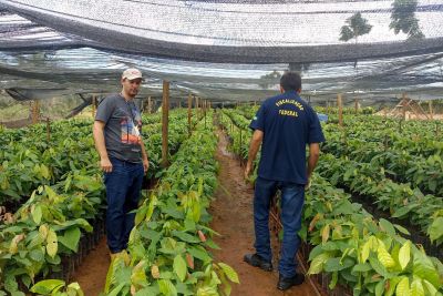 notícia: Força tarefa MAPA e Adepará combate comércio clandestino de mudas e regulariza viveiros