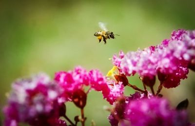 notícia: Sedap incentiva o desenvolvimento da cadeia produtiva das abelhas no estado