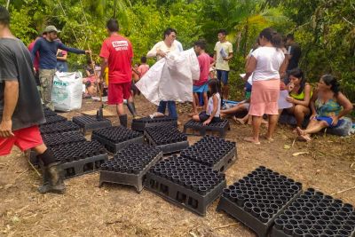 notícia: Ideflor-Bio instala viveiro de mudas agroflorestais, em Breves, no Marajó
