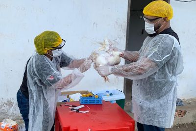 notícia: Adepará dá prosseguimento a plano de vigilância para prevenção da influenza aviária no Pará