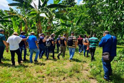 notícia: Instituições do setor agropecuário dão treinamento sobre fusariose da bananeira