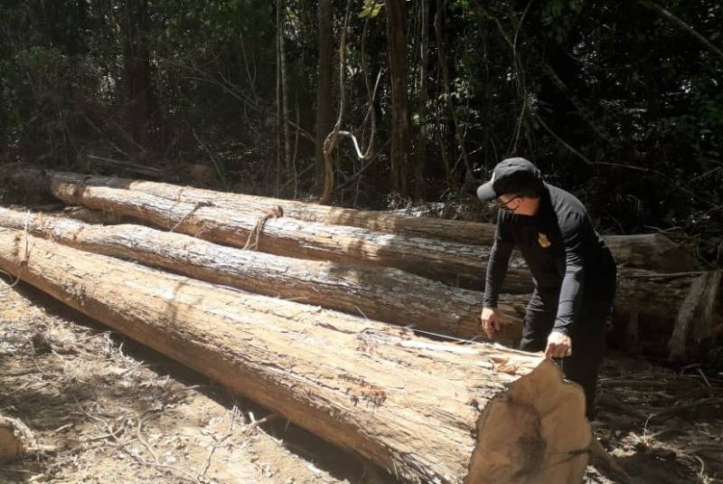 Agente em ação na Operação Amazônia Viva (imagem de arquivo)