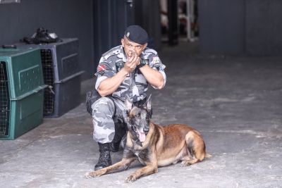notícia: Batalhão de Ações com Cães da Polícia Militar do Pará é referência para o Brasil