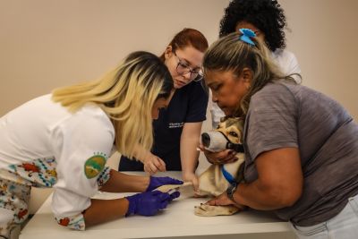 notícia: 'Pará Pet' garante castração gratuita à cães e gatos, em Belém