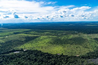 notícia: Municípios paraenses apresentam redução de 66% nos alertas de desmatamento