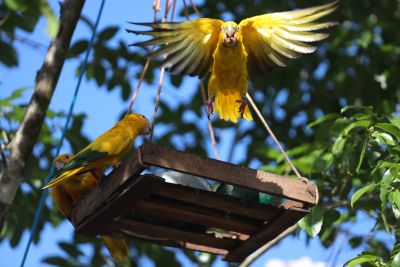 notícia: Ideflor-Bio libera novo grupo de ararajubas no espaço do Parque Estadual do Utinga