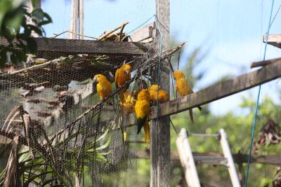 galeria: Ideflor-Bio realiza a soltura de novo grupo de ararajubas no Parque do Utinga