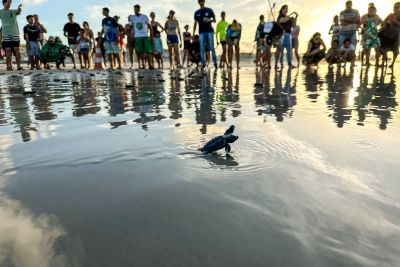 notícia: Ação integrada garante a soltura das 100 primeiras tartarugas de 2023, na Praia do Atalaia