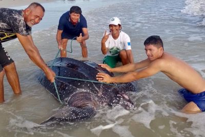 galeria: Maior tartaruga marinha do mundo é avistada pela primeira vez na APA Algodoal-Maiandeua