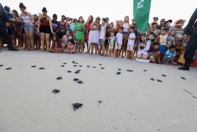 notícia: Mais de 200 filhotes de tartarugas marinhas são soltos na Praia do Atalaia, em Salinópolis