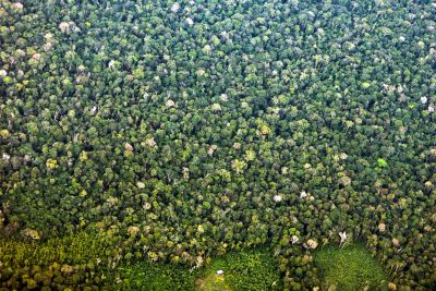 notícia: Pará registra queda de 29% nos alertas de desmatamento em maio e tem maior redução da Amazônia Legal