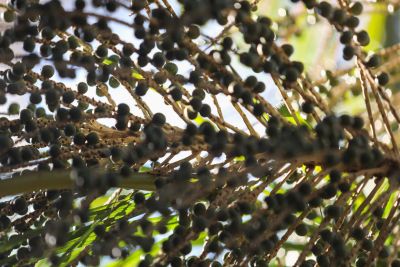 notícia: Com Emater, apanhadores de açaí de Limoeiro do Ajuru aumentam produção