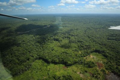 notícia: Pará registra menor taxa de desmatamento da história