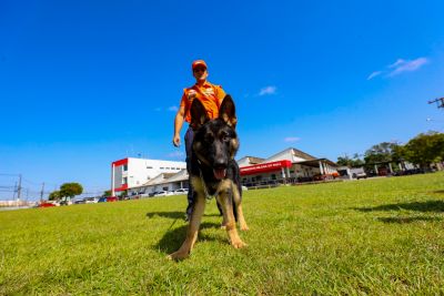 notícia: Corpo de Bombeiros do Pará tem novo agente de busca e resgate: o cão Sirius