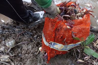 notícia: Força-tarefa apreende em Curuçá 4 mil caranguejos capturados durante o defeso