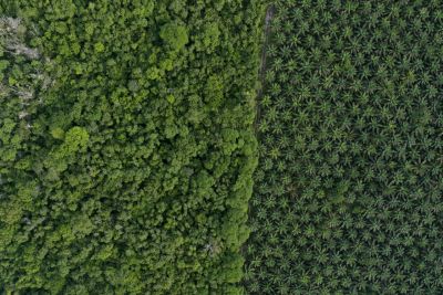 notícia: Fapespa garante apoio à pesquisa que potencializa restauração florestal no Pará