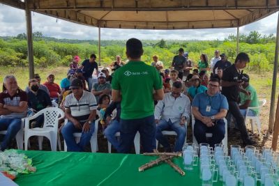 notícia: Transferência de tecnologia auxilia produtores de Dom Eliseu a combater doença que ataca mandioca
