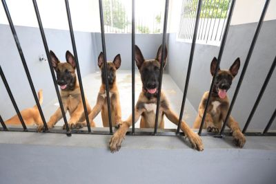 notícia: Maternidade Canina da Polícia Militar completa um ano de funcionamento no estado