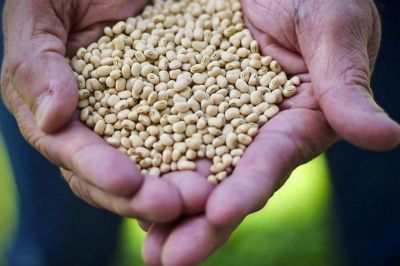 notícia: Trabalho de classificação de grãos garante a comercialização de produtos de qualidade no Pará