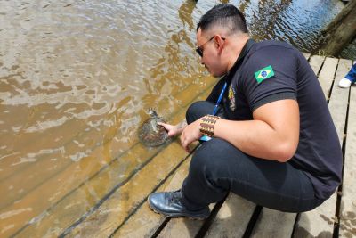 notícia: Mais de 160 quelônios voltam à natureza em ação conjunta do Estado e Prefeitura de Abaetetuba