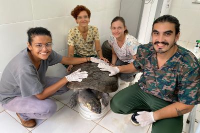 notícia: Tartaruga-da-amazônia resgatada em São Paulo é recebida no Mangal das Garças 