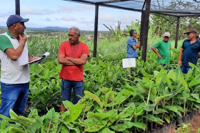 notícia: Governo do Pará resgata tradição de plantio de banana-prata no Médio Amazonas