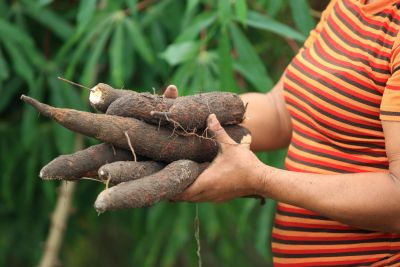 notícia: Mandioca: sabor típico da Amazônia oferece variedade de preparações culinárias de grande importância econômica e cultural
