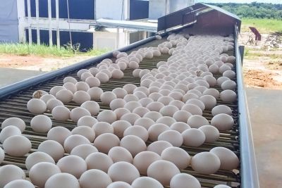 notícia: Adepará poderá habilitar empresas de ovos e derivados a comercializarem em todo o país 