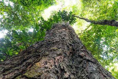 notícia: Ideflor-Bio fortalece parcerias para a preservação das árvores gigantes da Amazônia